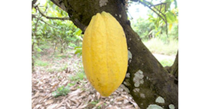 写真：カカオ豆の木