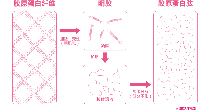 胶原蛋白纤维→加热、变性（明胶化）→明胶→加热→胶体溶液→加水分解（低分子化）→胶原蛋白肽 ※插图为示意图