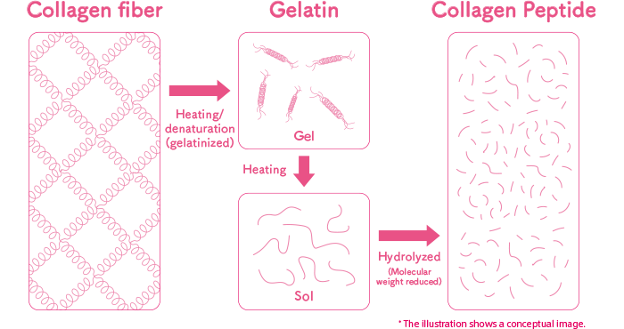 Collagen fiber→Heating/denaturation(gelatinized)→Gelatin→Heating→Sol→Hydrolyzed(Molecular weight reduced)→Collagen Peptide *The illustration shows a conceptual image.
