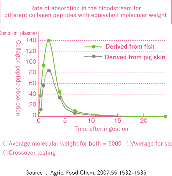 Rate of absorption in the bloodstream for different collagen peptides with equivalent molecular weight