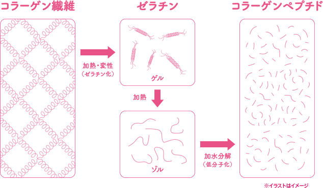 コラーゲン繊維→加熱・変性（ゼラチン化）→ゼラチン→加熱→ゾル→加水分解（低分子化）→コラーゲンペプチド※イラストはイメージ