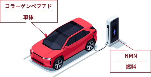 コラーゲン 車体 NMN 燃料