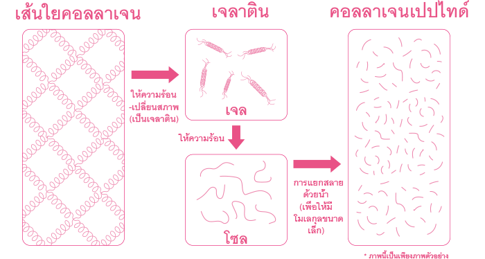 เส้นใยคอลลาเจน→ให้ความร้อน-เปลี่ยนสภาพ(เป็นเจลาติน)→เจลาติน→ให้ความร้อน→โซล→การแยกสลายด้วยน้ำ(เพื่อให้มีโมเลกุลขนาดเล็ก)→คอลลาเจนเปปไทด์ *ภาพนี้เป็นเพียงภาพตัวอย่าง