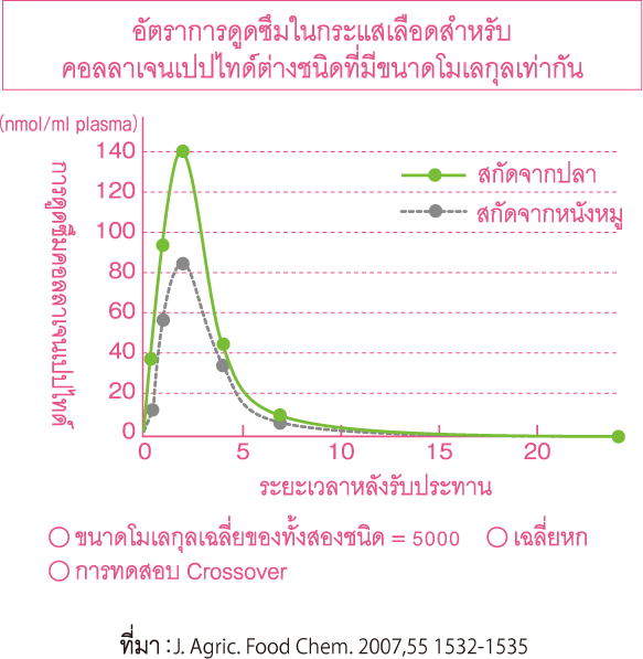 อัตราการดูดซึมในกระแสเลือดสำหรับ คอลลาเจนเปปไทด์ต่างชนิดที่มีขนาดโมเลกุลเท่ากัน