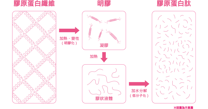 膠原蛋白纖維→加熱・變性（明膠化）→明膠→加熱→膠狀液體→加水分解（低分子化）→膠原蛋白肽 ※插圖為示意圖