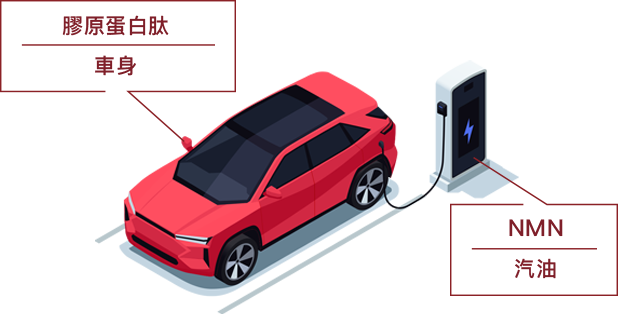 膠原蛋白肽 車身 NMN 汽油