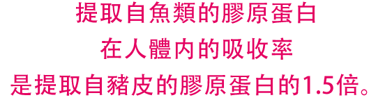 提取自魚類的膠原蛋白在人體内的吸收率是提取自豬皮的膠原蛋白的1.5倍。