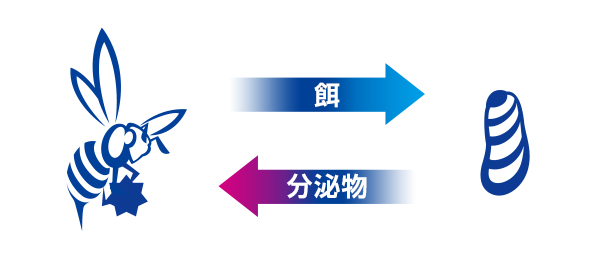 02.幼虫にエサを与える代わりに受け取る分泌液がカギ:イメージ