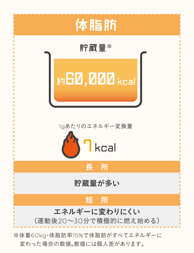 体脂肪 1gあたりのエネルギー変換量7kcal 長所:貯蔵量が多い 短所:エネルギーに変わりにくい（運動後20～30分で積極的に燃え始める）　※体重60kg・体脂肪率15%で体脂肪がすべてエネルギーに変わった場合の数値。数値には個人差があります。