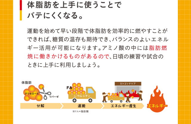体脂肪を上手に使うことでバテにくくなる。運動を始めて早い段階で体脂肪を効率的に燃やすことができてば、糖質の温存も期待でき、バランスのよいエネルギー活用が可能になります。アミノ酸の中には脂肪燃焼に働きかけるものがあるので、日頃の練習や試合のときに上手に活用しましょう。