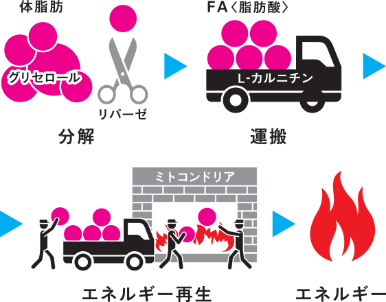 分解 運搬 エネルギー再生 エネルギー