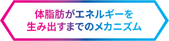 体脂肪がエネルギーを生み出すまでのメカニズム