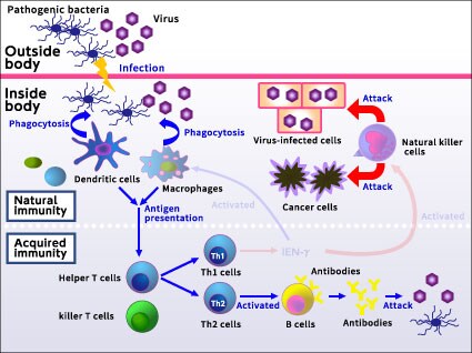 Immune mechanism