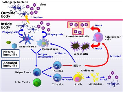 Immune mechanism