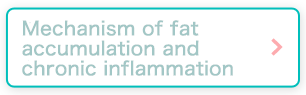 Mechanism of fat accumulation and chronic inflammation