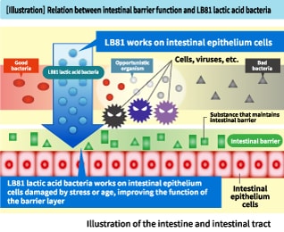 Improve the intestinal barrier function in the intestinal epithelial cells