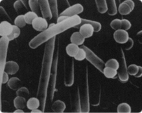 LB81 lactic acid bacteria