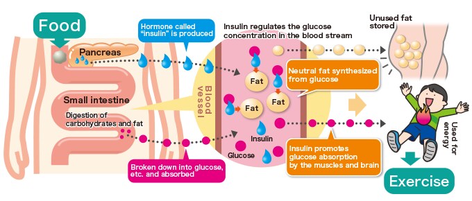 How fat accumulates