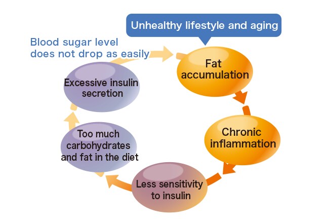 Vicious cycle of chronic inflammation and fat accumulation