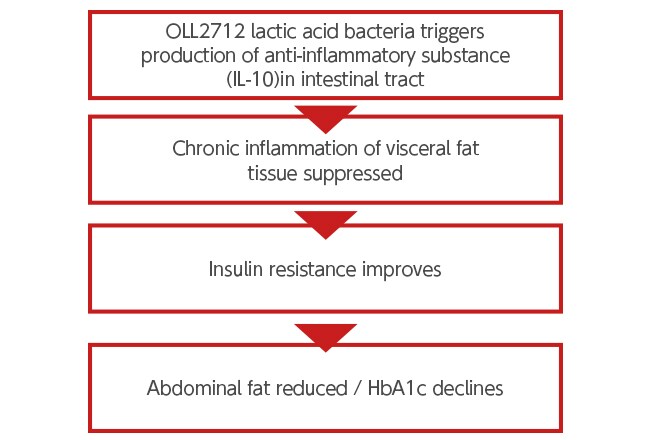 What are the effects and mechanism of action of OLL2712 lactic acid bacteria?