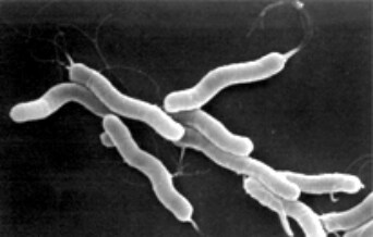 Helicobacter pylori