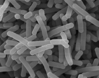 Electron microscope image of OLL2716 lactic acid bacteria