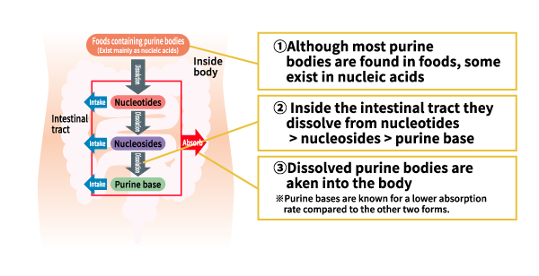Digestion of purines