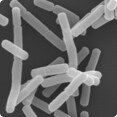 PA-3 lactic acid bacteria and their functional mechanism