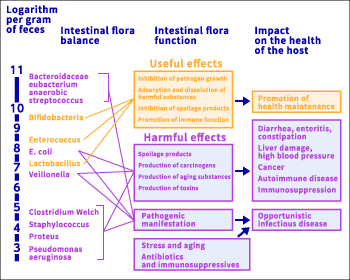 Theory (hypothesis) on the correlation between intestinal flora and host health, 1969