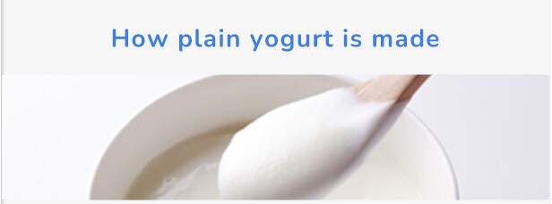How plain yogurt is made