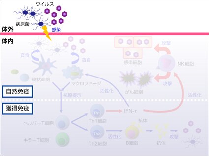 免疫のメカニズム