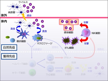 免疫のメカニズム