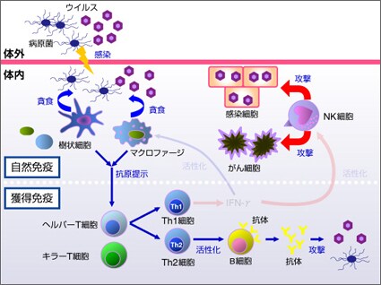 免疫のメカニズム