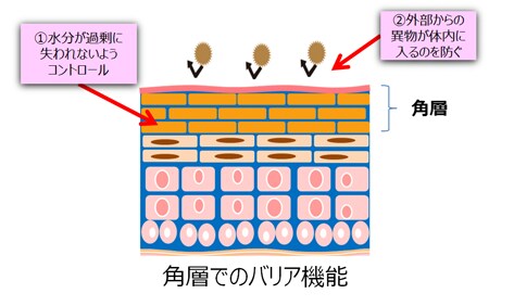 角層でのバリア機能