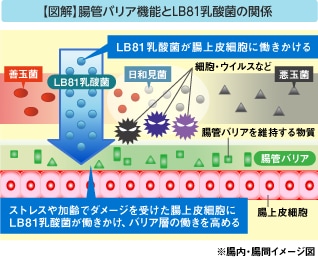 腸内皮細胞の腸管バリア機能を高める