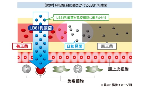 【図解】免疫細胞に働きかけるLB81乳酸菌