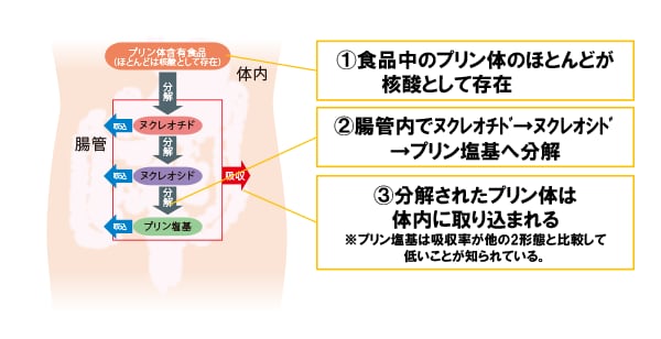 プリン体の代謝について