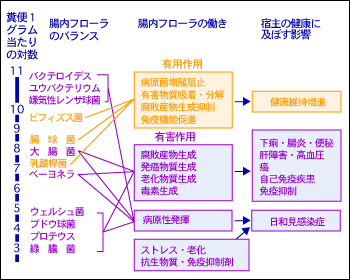 腸内フローラと健康（宿主）とのかかわりあい（仮説）1969年