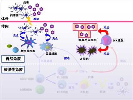 免疫的机制 明治酸奶资料库