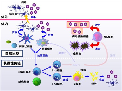 免疫的机制