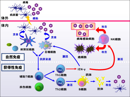 免疫的机制