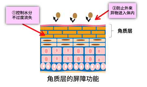 角層でのバリア機能