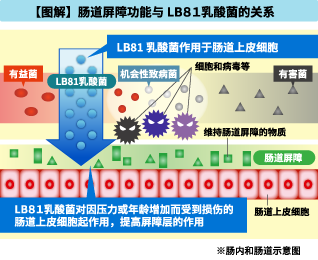 提高肠上皮细胞的肠道屏障功能