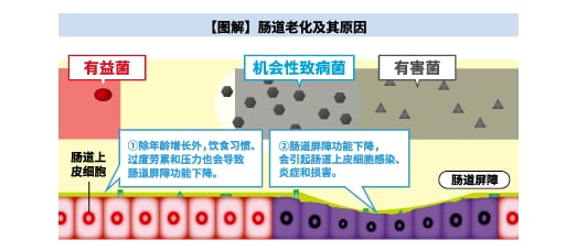 【図解】腸の老化とその原因