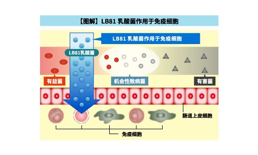 【図解】免疫細胞に働きかけるLB81乳酸菌