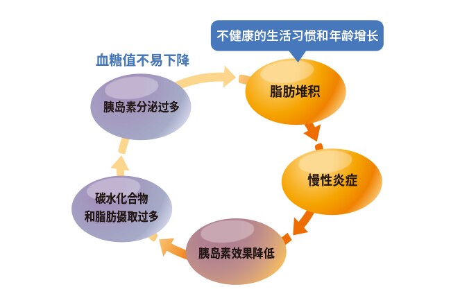 慢性炎症与脂肪积累的恶性循环