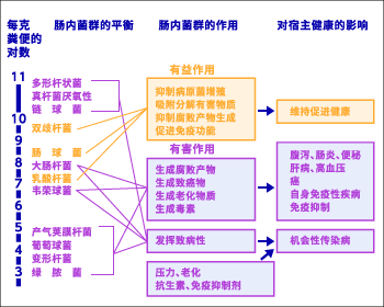 肠道菌群与健康（宿主）的关系（假说）1969年