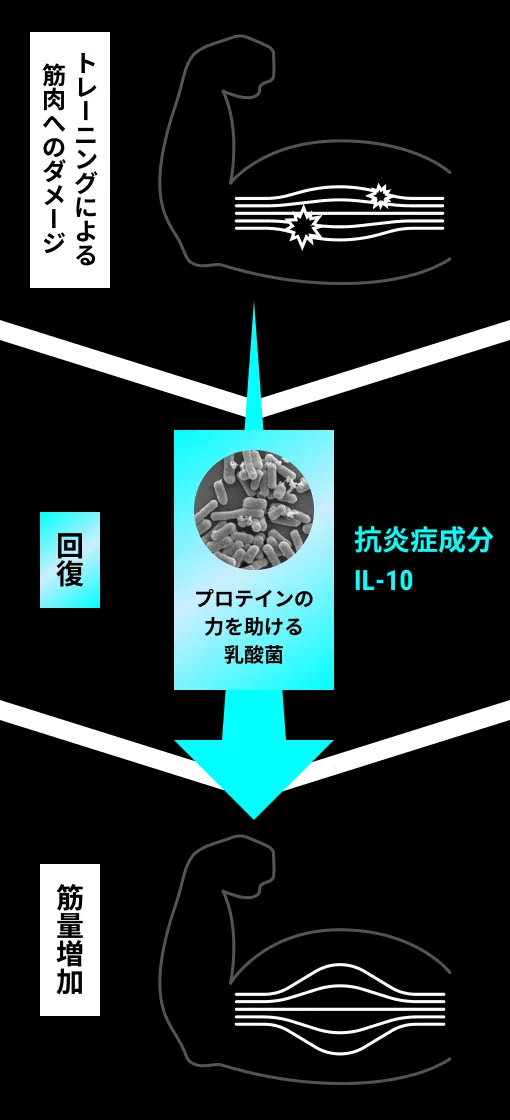 トレーニングによるダメージ回復から筋量増加への予想メカニズム