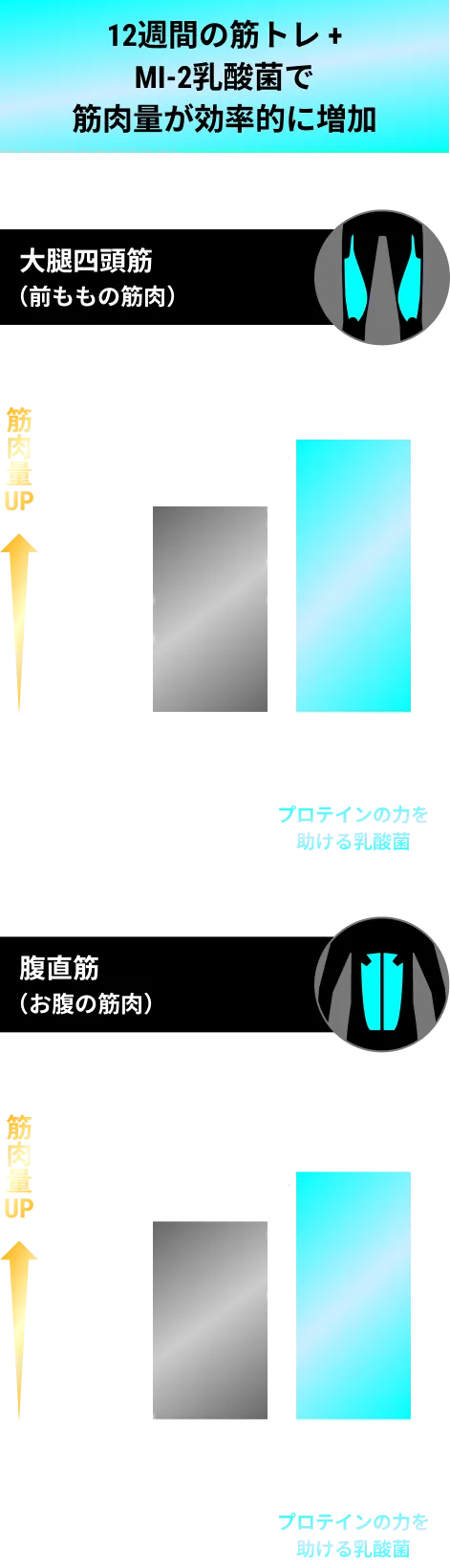 12週間の筋トレ+MI-2乳酸菌で筋肉量が効率的に増加