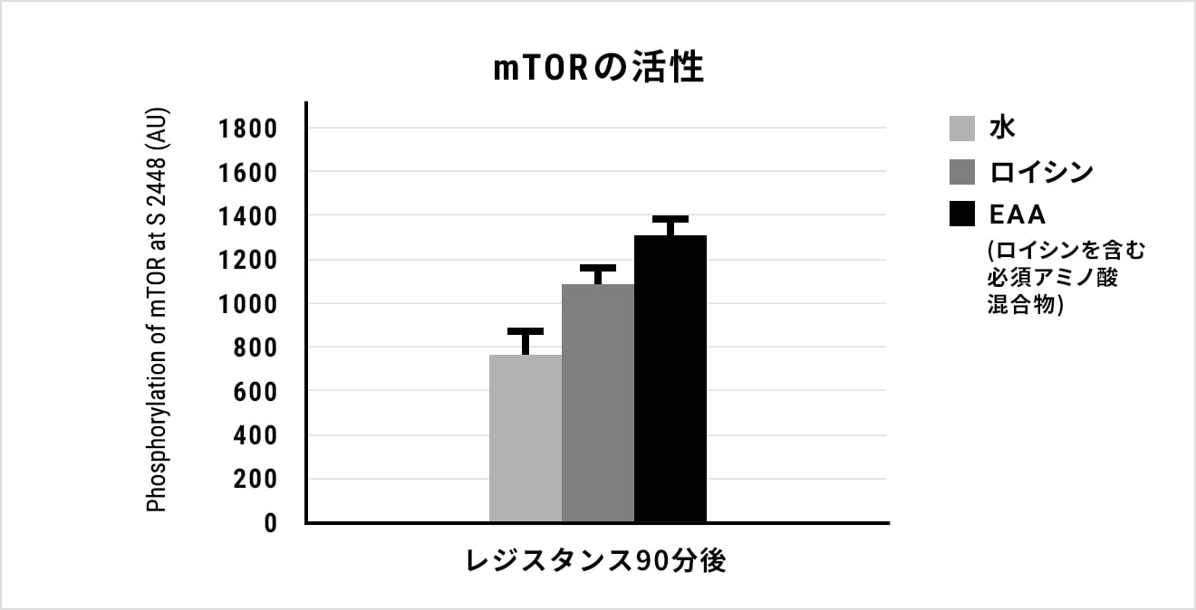 mTORの活性